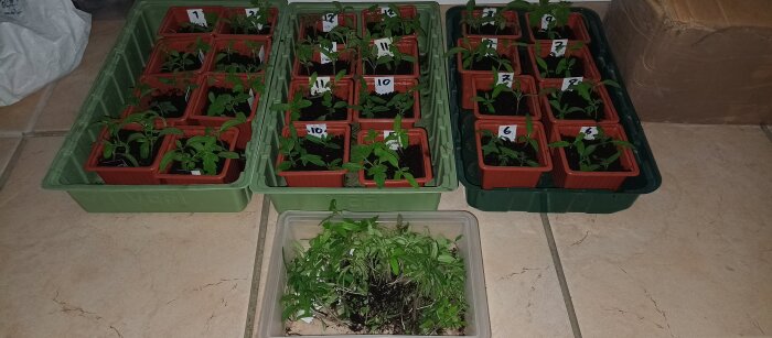 Tomatplantor omplanterade i små krukor, märkta med siffror, placerade i gröna brickor på ett golv. Framför står en låda med oplanterade plantor.