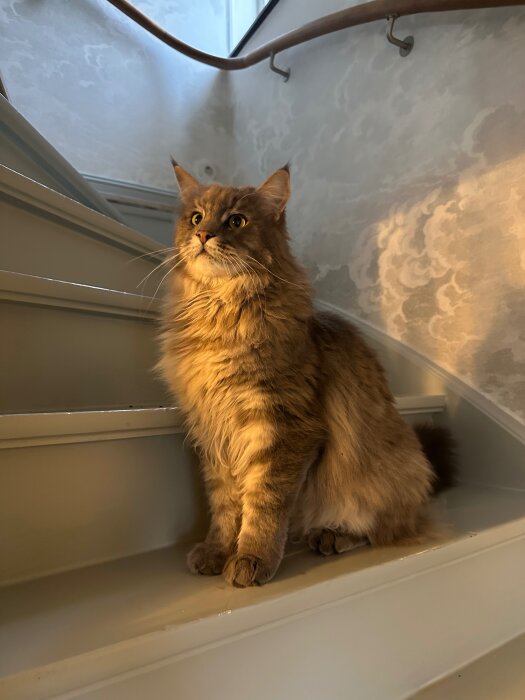 Långhårig katt sitter i en upplyst trappa med böjd ledstång och ljusa väggar i bakgrunden.