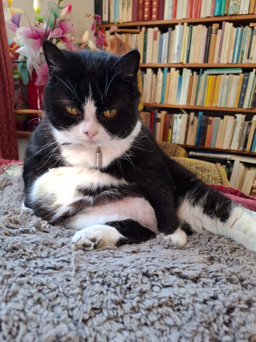 Svartvit katt sitter på en filt med böcker i bakgrunden.