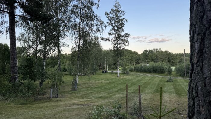 En grönskande trädgård med klippt gräsmatta, omgiven av höga träd och ett staket i förgrunden.