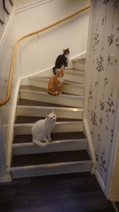 Tre katter sitter på en trappa och väntar tålmodigt på mat.