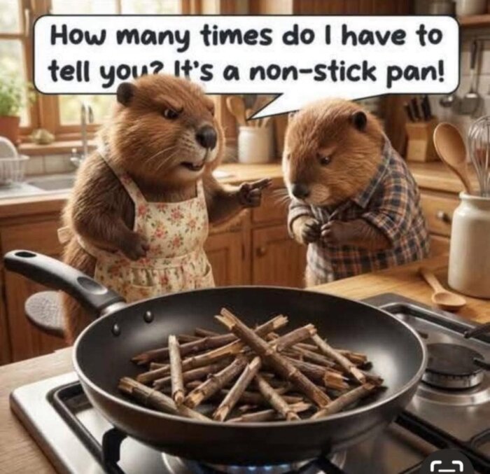 Två bävrar i ett kök, en bär förkläde och är irriterad, pekar på stekpanna med kvistar och säger att det är en non-stick panna.
