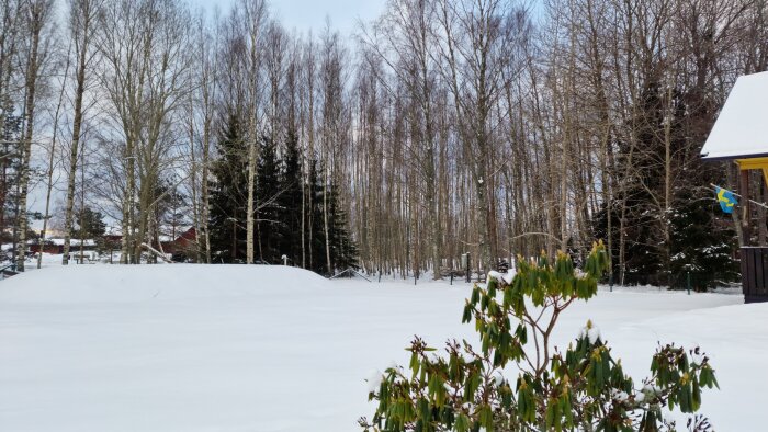 Snötäckt mark med träd i bakgrunden och en svensk flagga på en byggnad till höger. En buske syns i förgrunden.