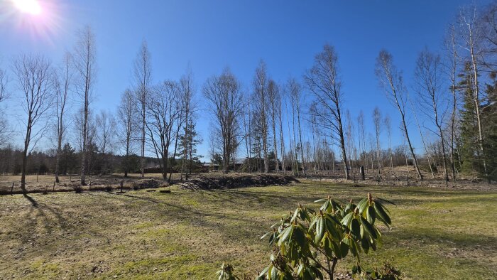 Solbelyst tomt med glesa lövträd, delvis avverkat för naturbeteshage, grön mark med buskar i förgrunden.