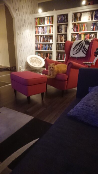 Orange katt i fåtölj bredvid matchande fotpall i ett rum med bokhyllor.