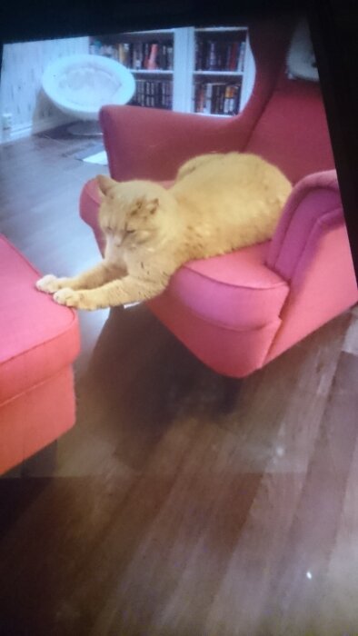Orange katt som sträcker ut sig över ett rosa fåtöljarmstöd, golv av trä och bokhyllor i bakgrunden.