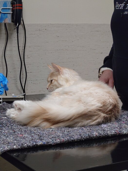 En lurvig katt ligger på en filt på ett undersökningsbord hos veterinären. En person står bredvid katten.