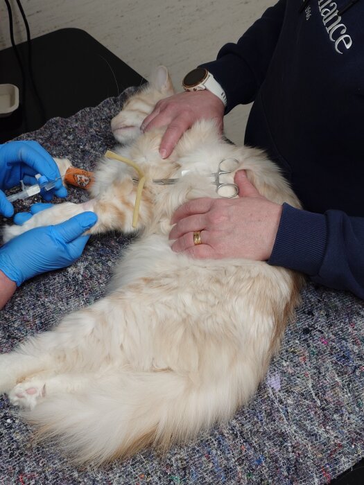 Katten Maui undersöks av veterinär, ligger på rygg och får en injektion.