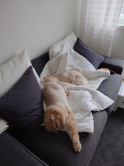 Två katter sover ihop på en mörkgrå soffa täckt med ett vitt täcke. Flera kuddar ligger bredvid dem på soffan.