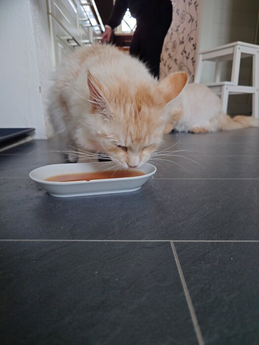 En ljus katt dricker tonfisksoppa från en vit skål på ett mörkt golv; en person står i bakgrunden.
