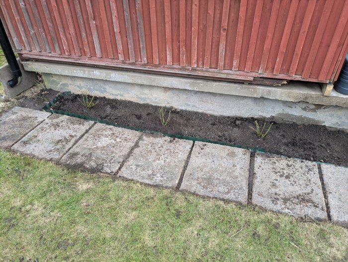 Nyplanterade rosor i en rabatt framför en röd träpanelvägg, omgiven av betongplattor och gräs.