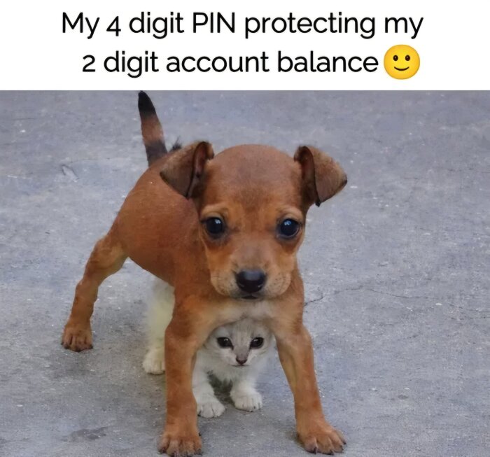 En valp står över en liten kattunge på cementgolv, med text ovanför som skämtar om bank-PIN och kontobalans.