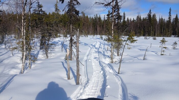 Snötäckt skog med snöskoterspår leder genom träden under en klarblå himmel. Fyra skuggor av träd faller över snön.