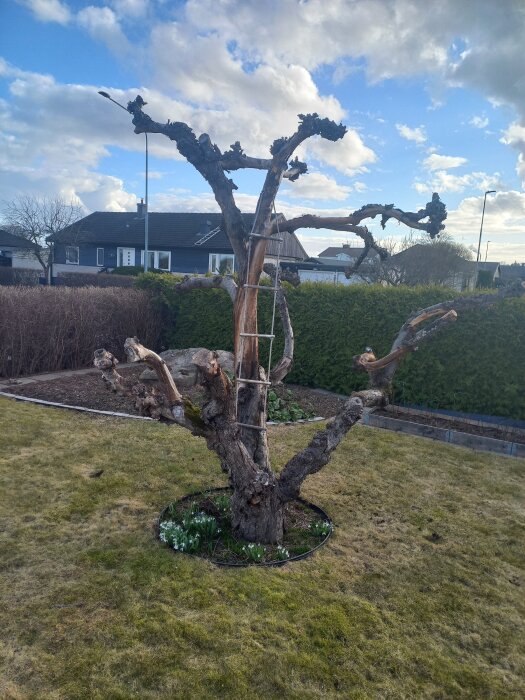 Dött äppelträd med avsågade grenar står i en trädgård med stödtråd, omgiven av buskar och ett hus i bakgrunden under blå himmel.