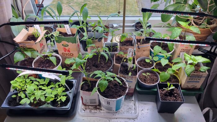 Plantor på en fönsterbräda i återvunna kartonger och krukor. Olika växter under växtbelysning i inomhusmiljö.
