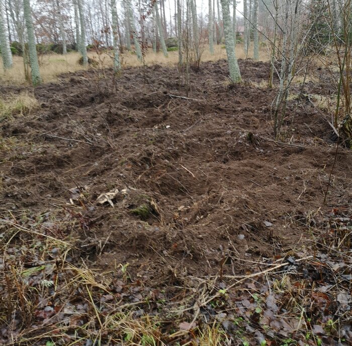 En jordig mark i skogen med upptrampade hålor bland träd, troligen orsakade av djur, en dag i december.