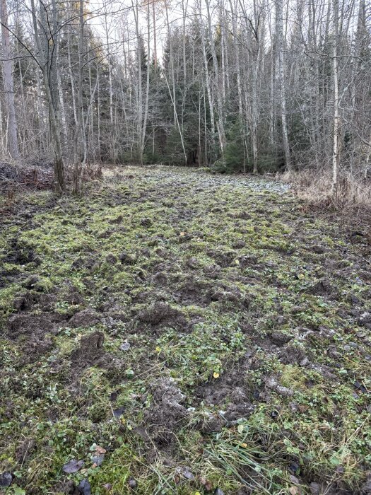 Gräsmatta med jord uppgrävd i ojämna mönster, omgivet av träd i bakgrunden.