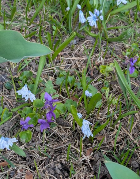 Blå och lila blommor, inklusive porslinshyacinter och luktvioler, växer på en gräsmatta under tidig vår. Blad från buskar syns också.