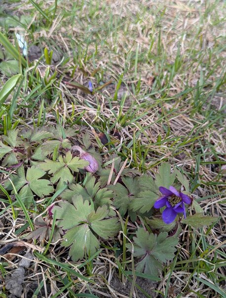 Lila balkansippa med gröna blad växer bland gräset i en vårträdgård.