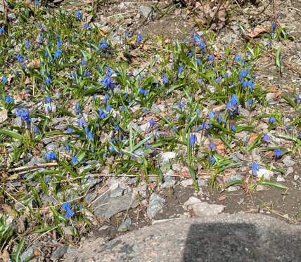 Blå blommor som växer på marken, troligen rysk blåstjärna, omgivna av grus och stenar.