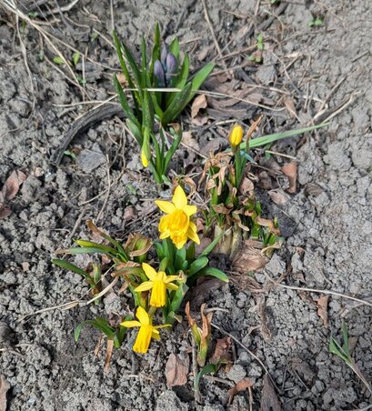 Minipåskliljor 'Tête-a-tête' i blom på jordig mark med vissna löv, samt skymtande krokus och hyacinter i bakgrunden.