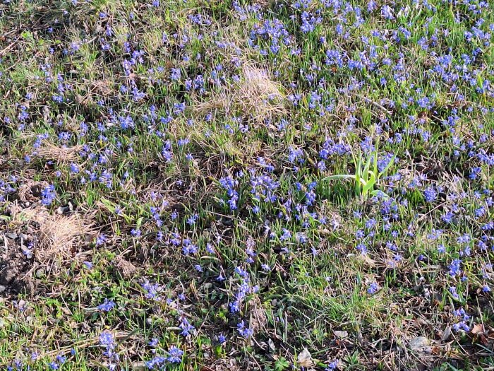 Blommande blå scillor på en gräsmatta i vårsolens sken.