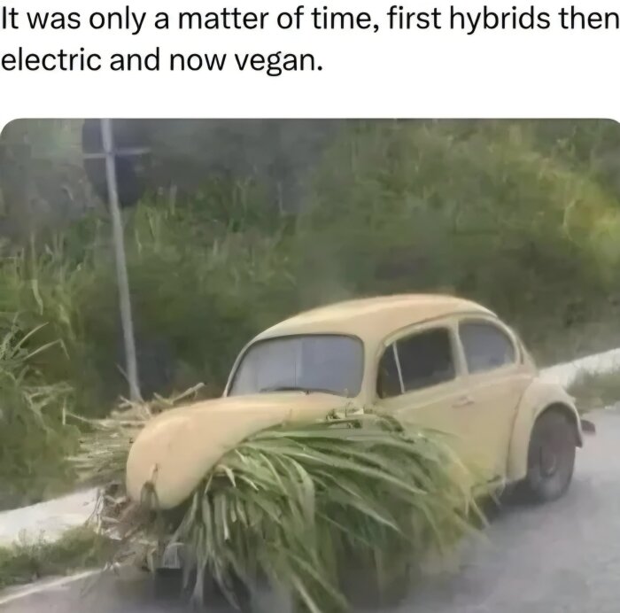 Gammal bil med hopbundna gröna växter placerade på motorhuven, parkerad vid en vägkant med grönska i bakgrunden.