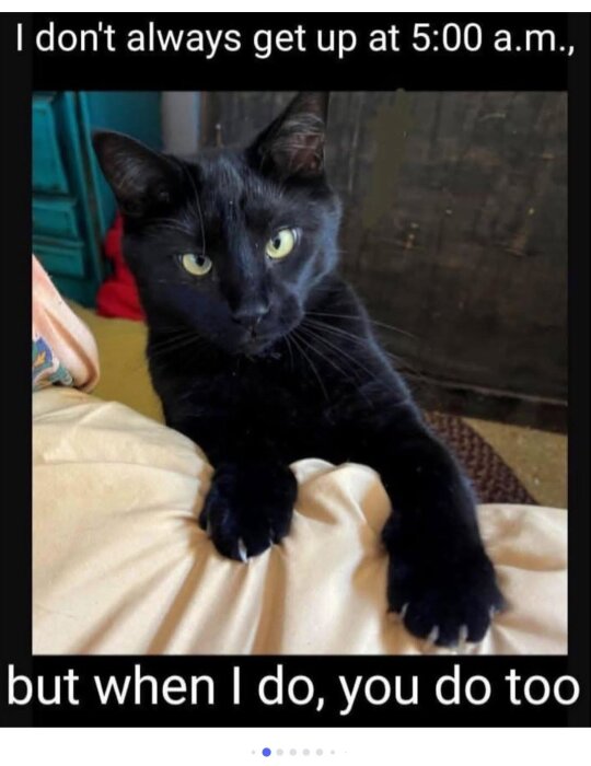 Svart katt ser på kameran med texten "I don't always get up at 5:00 a.m., but when I do, you do too".