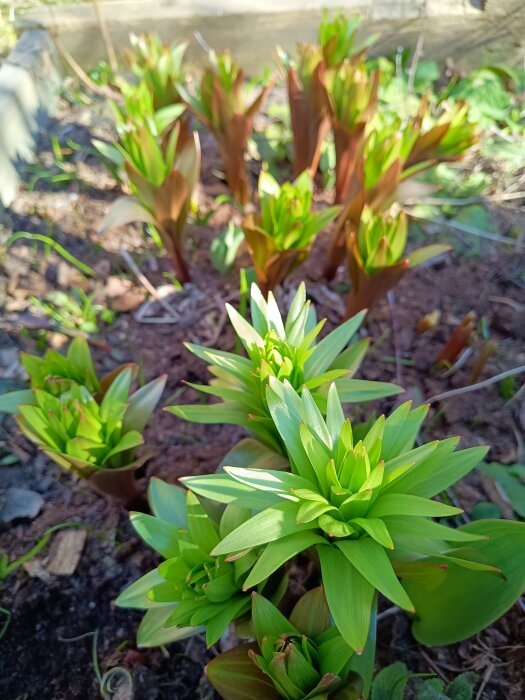 Kejsarkronor i olika tillväxtstadier i en trädgård, med gröna blad och rödbruna stjälkar, omgivna av jord och andra växter.
