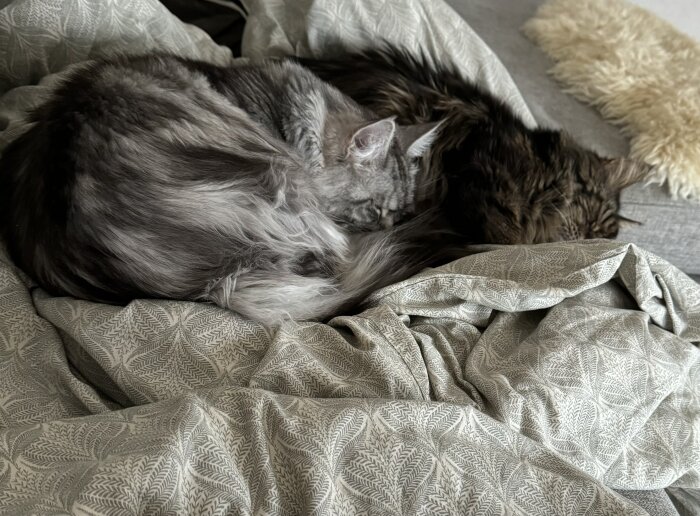 Två katter ligger tillsammans och sover på ett mönstrat täcke i en soffa.