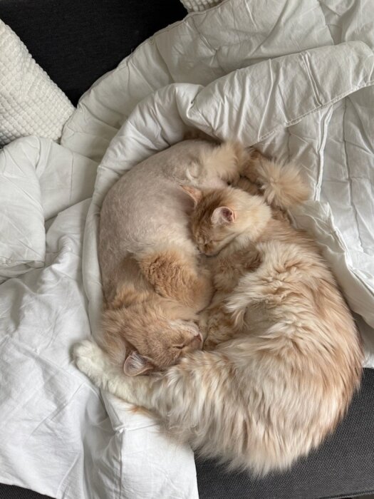 Två katter ligger tätt ihop och sover på en vit filt.