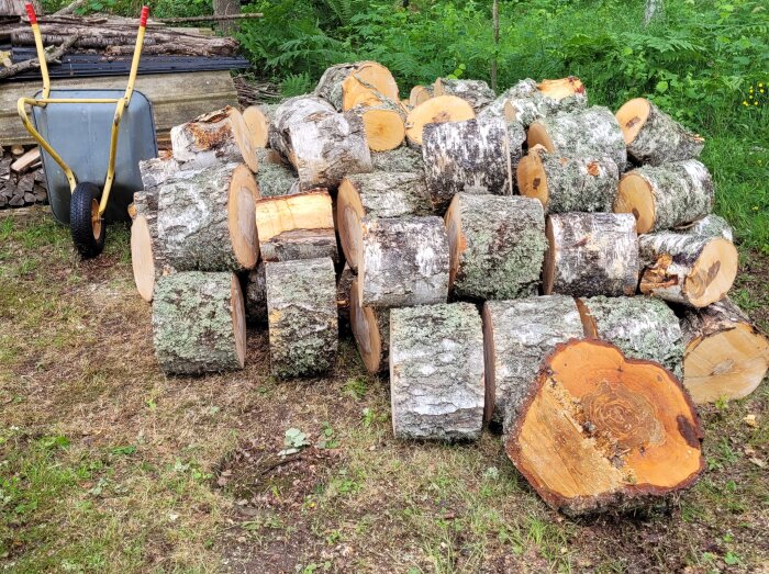 Stubbar avfällda träd med lav på, staplade i en hög på gräsmattan bredvid en skottkärra i en skogsmiljö.
