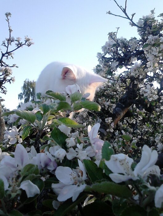 Vit katt gömmer sig bland blommande grenar i ett träd under en klar himmel.