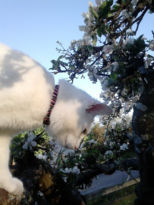 Vit katt med halsband klättrar bland blommande grenar i ett träd en solig dag.