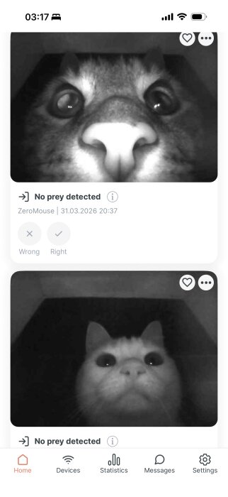 Närbild av kattansikte fångad av övervakningskamera, visar "No prey detected"-meddelande.