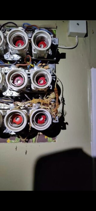 Elektrisk central med diazedsäkringar och rester av ett mösskelett inuti, illustrerar problem med skadedjur i elinstallationer.