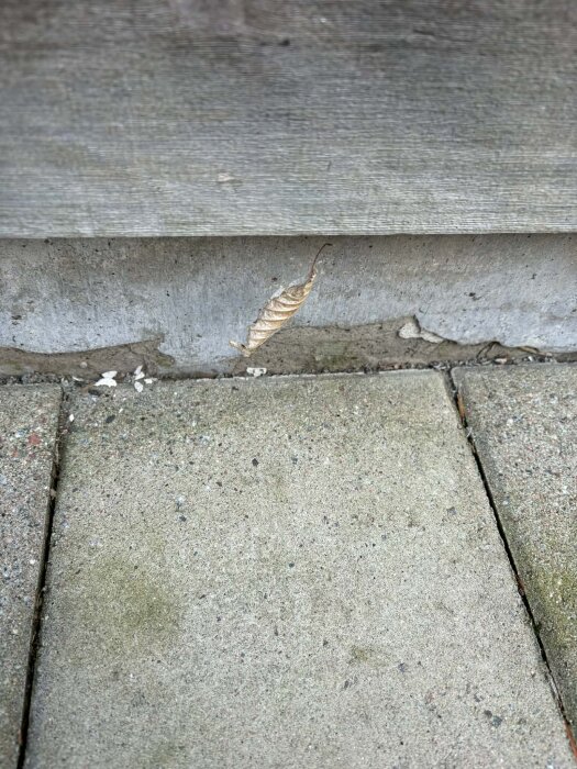 Skadad sockelputs vid husvägg med sprickor och en torrt löv på marken.