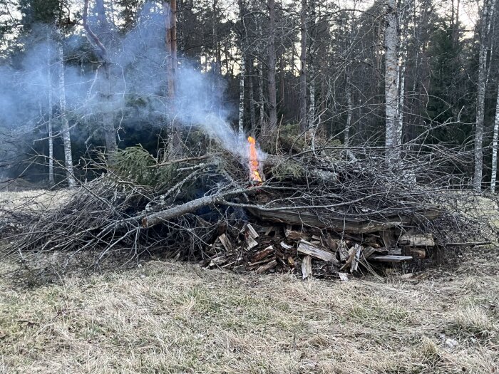 Brasa av grenar och ved med eld och rök i en skogsdunge.