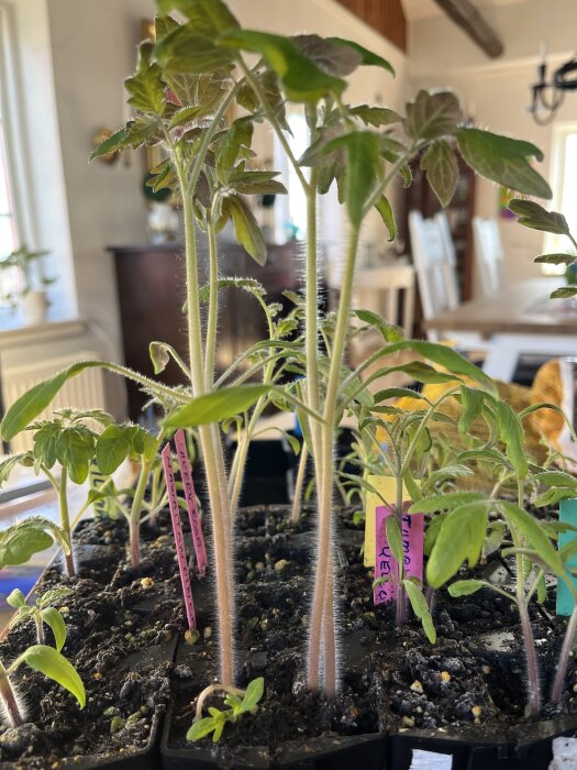 Ompottade tomatplantor i krukor, märkta med färgade etiketter, står på en ljus inomhusbänk. Plantorna varierar i höjd.