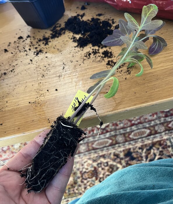En hand håller en nyplanterad tomatplanta med synliga rötter och jord, samt en gul etikett, på ett bord med utspridd jord.