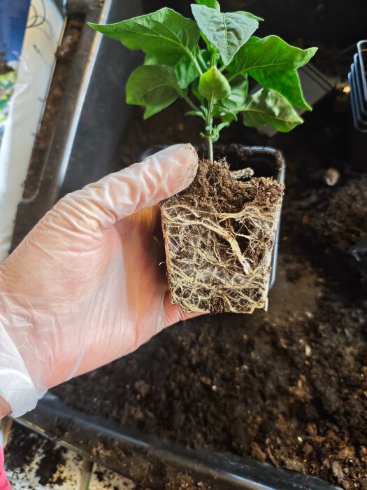 Hand i plastvante håller en ung planta med rötter i jordklump inför plantering.