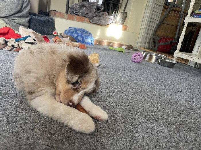 Valp ligger på grå matta och tuggar på ett ben, omgiven av leksaker och hundskålar i bakgrunden.