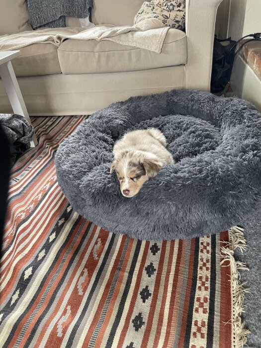 Valp sover i en grå, fluffig bädd på en mönstrad matta framför en beige soffa.