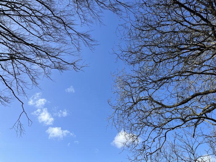 Nakna trädgrenar mot en klarblå himmel med några vita moln.