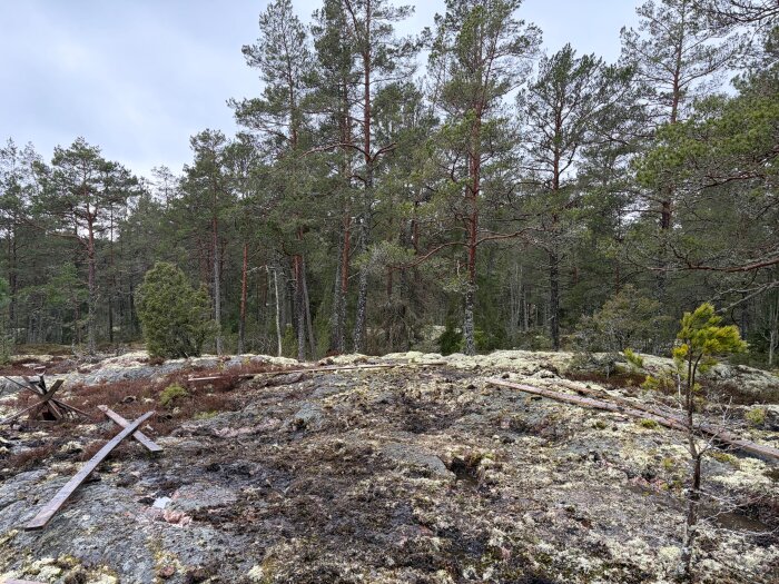 Skogsområde med tallar och mossa på marken, några träplankor ligger utspridda i förgrunden.