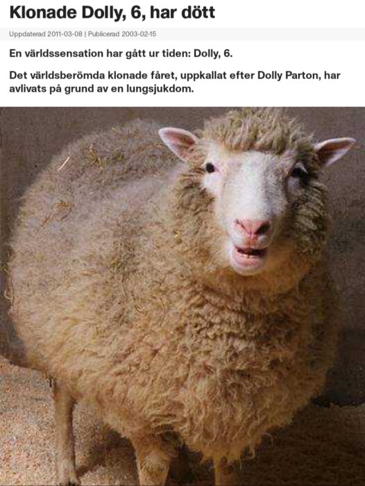 Ett klonat får står i en inhägnad. Text berättar att fåret Dolly, döpt efter Dolly Parton, har avlivats på grund av en lungsjukdom.