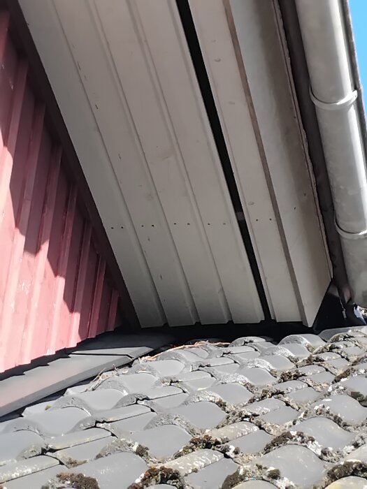 Springa mellan takplattor och panel där kajor bygger bo, med röd vägg och grå takpannor synliga.