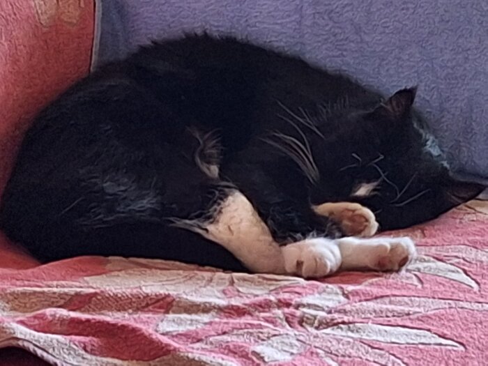 Svartvit katt sover ihopkrupen på en soffa med färgglada filtar.
