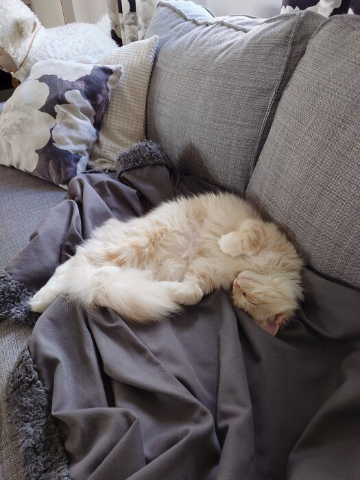 Fluffig katt ligger och vilar bekvämt på en soffa, omgiven av mysiga kuddar och en filt.