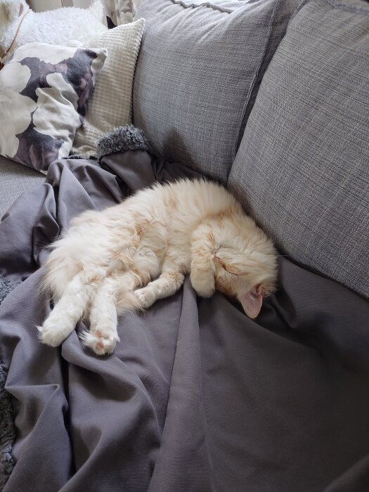 Ljust fluffig kattunge ligger och sover på en grå soffa med filt och kuddar runt omkring.